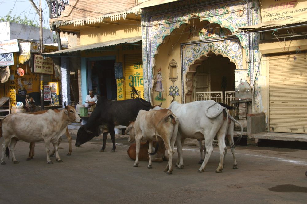 Des vaches en plein centre ville