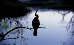 Le parc national de Keoladeo Ghana