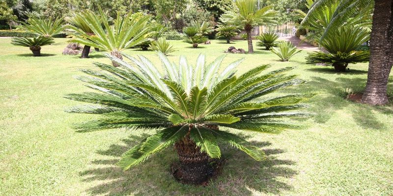 Cycas sagou, sagoutier