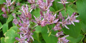 Toad lily