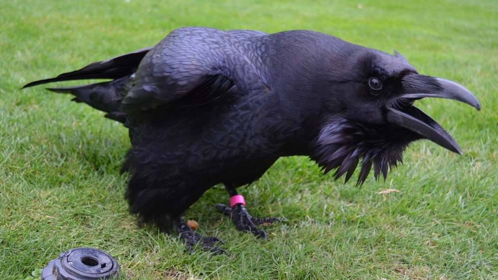 Corbeau à la tour